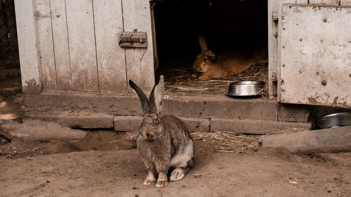 How to Create a Stimulating Indoor Space for Rabbits
