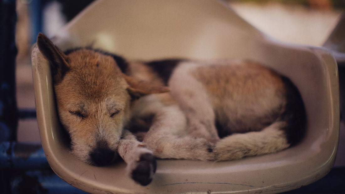 Why Is Your Dog Suddenly Hyper at Night?