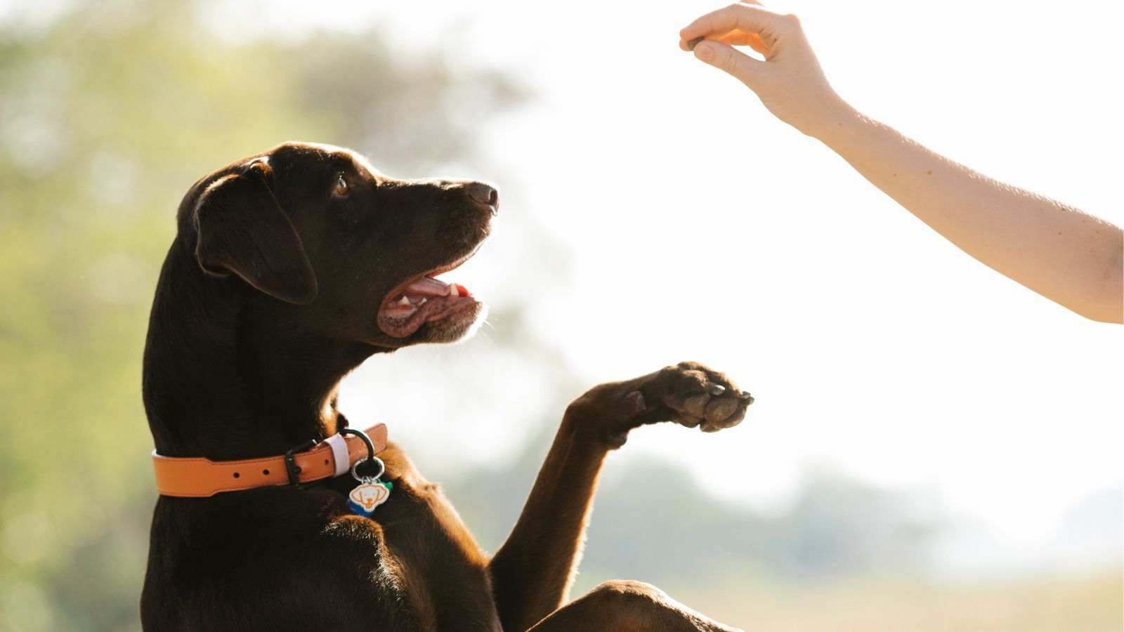 How to Build Better Focus During Dog Training Sessions
