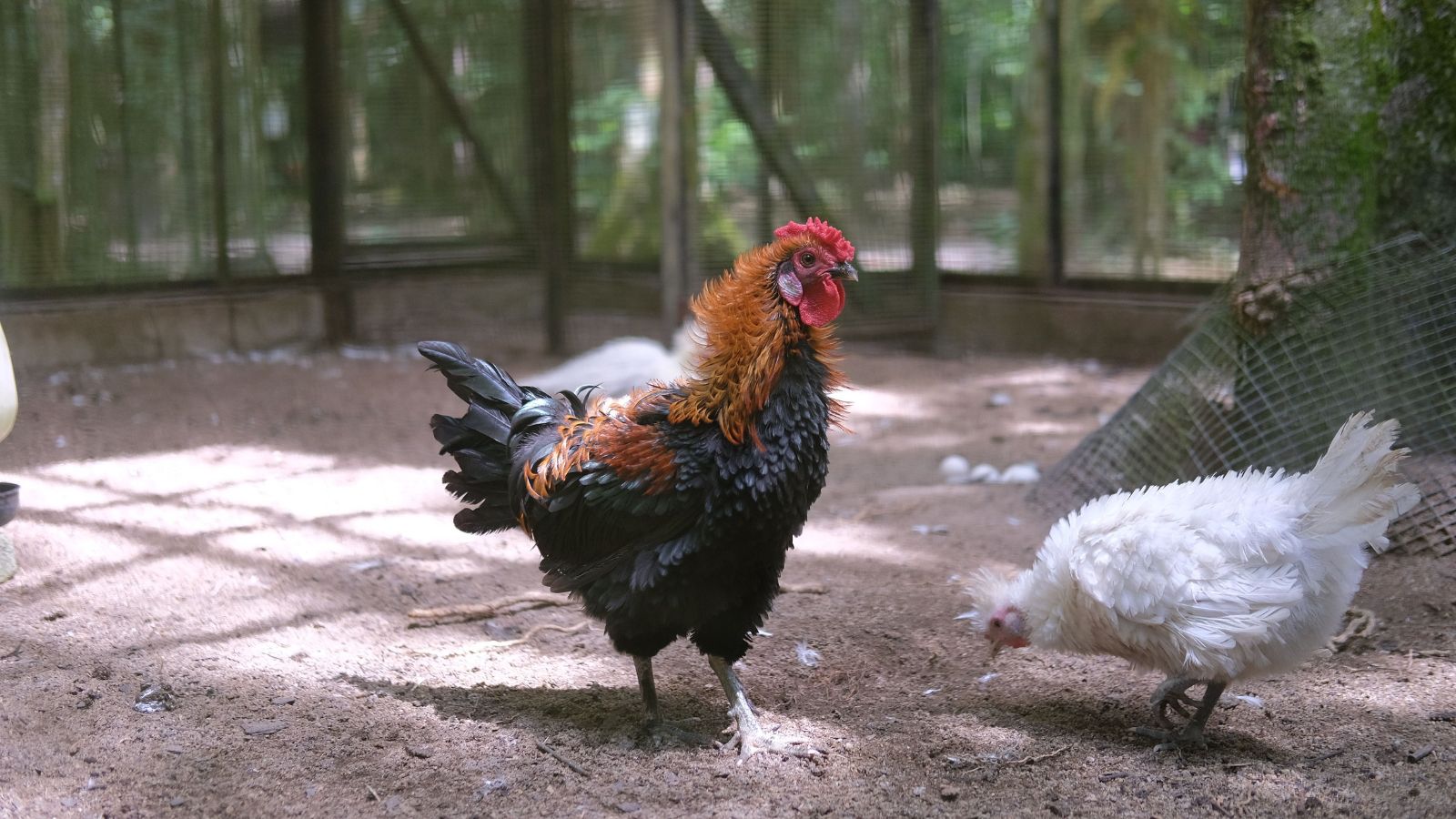 How to Keep Backyard Chickens Entertained Naturally