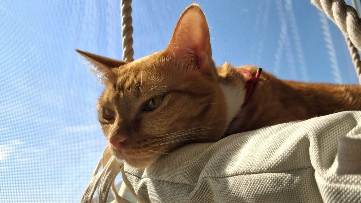 9 Common Signs of Dental Disease in Cats