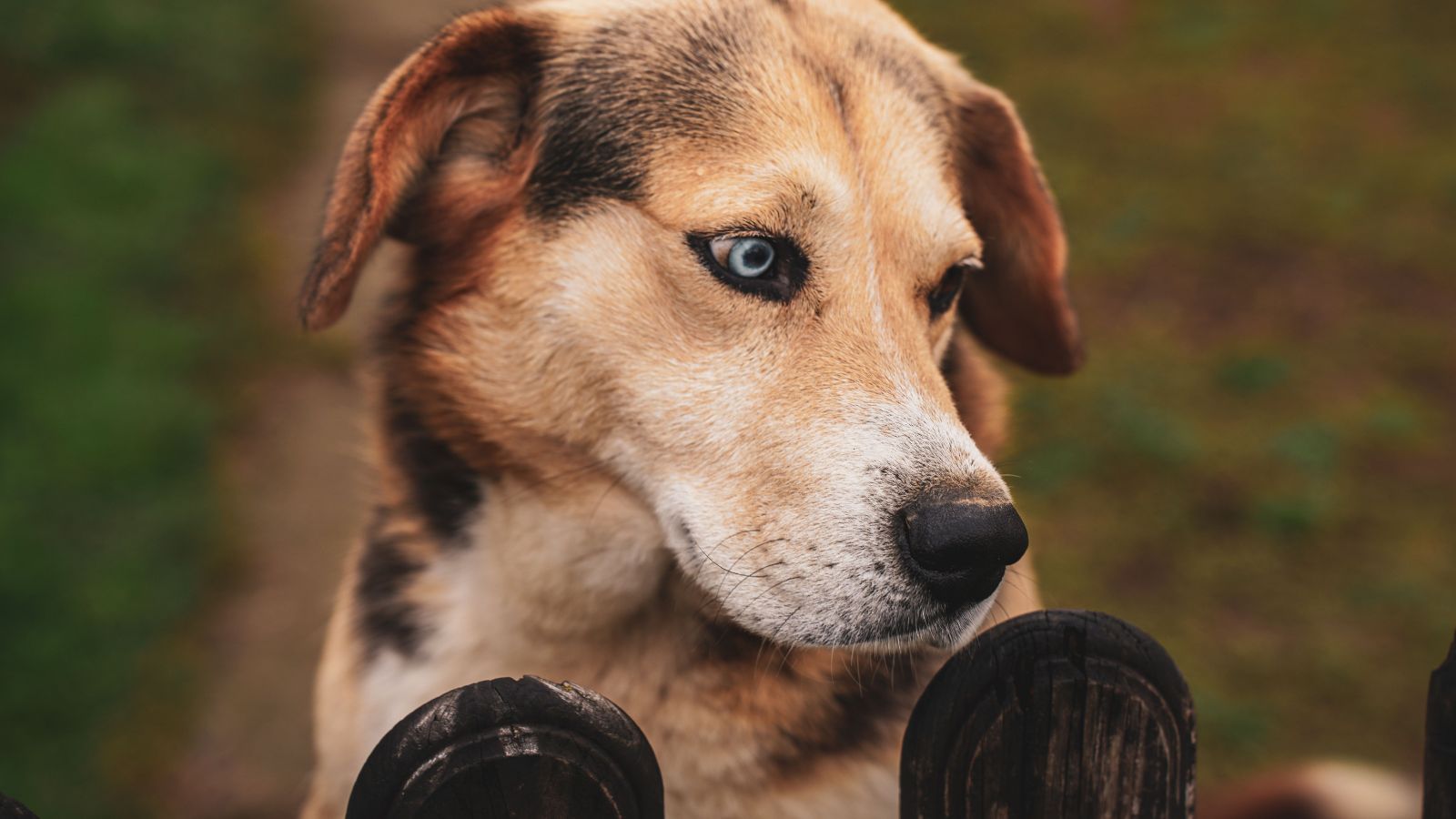 The Best Low-Stress Activities for Nervous Dogs