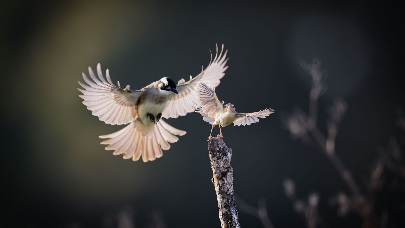What Your Bird's Posture and Feathers Can Tell You About Their Health and Happiness
