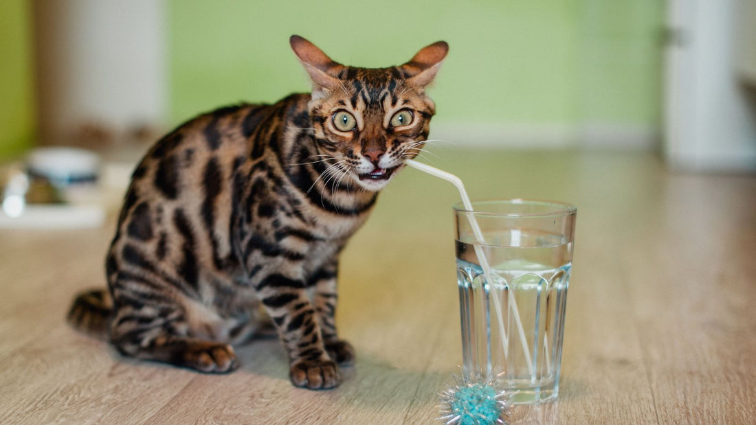 Why Is My Cat Drinking More Water? 7 Possible Reasons Every Owner Should Know