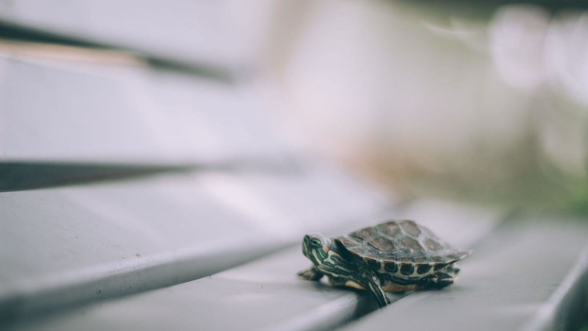 How Seasonal Temperature Changes Affect Pet Reptiles