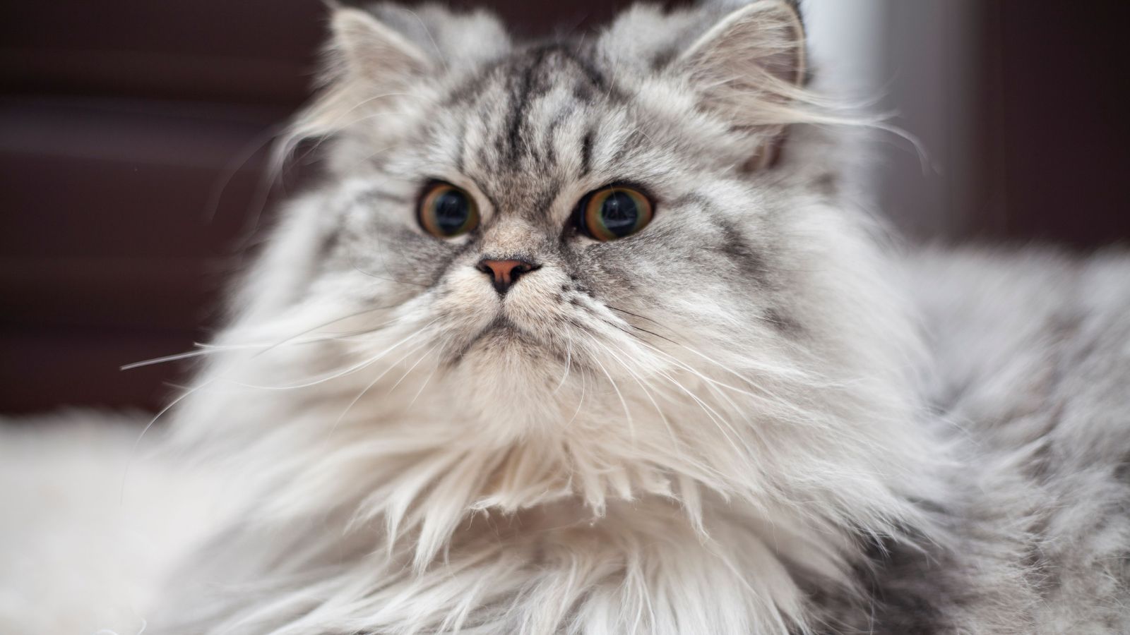 How to Reduce Cat Hair Around Your Home