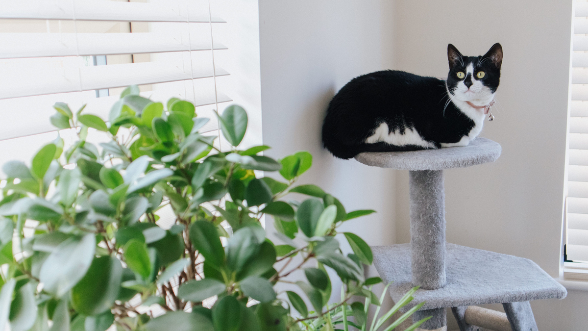 The Best Places to Put a Cat Tree for Maximum Use