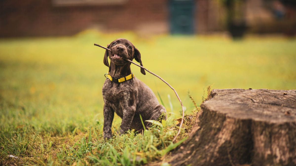 How to Teach Your Dog to Drop Something Safely
