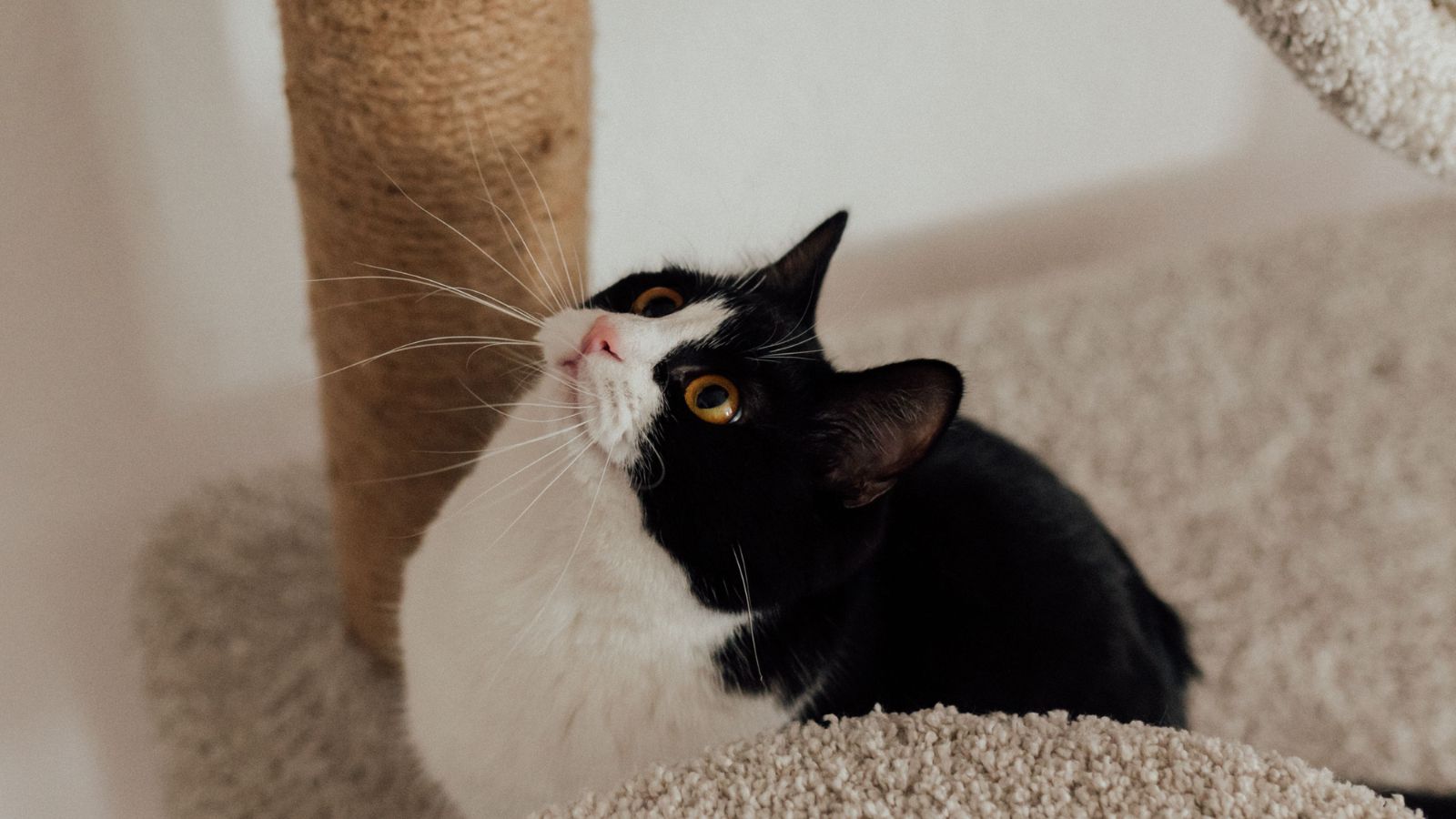 How to Build a Cat Adventure Room