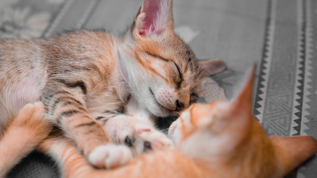The Best Daily Routine for a Happy Indoor Kitten