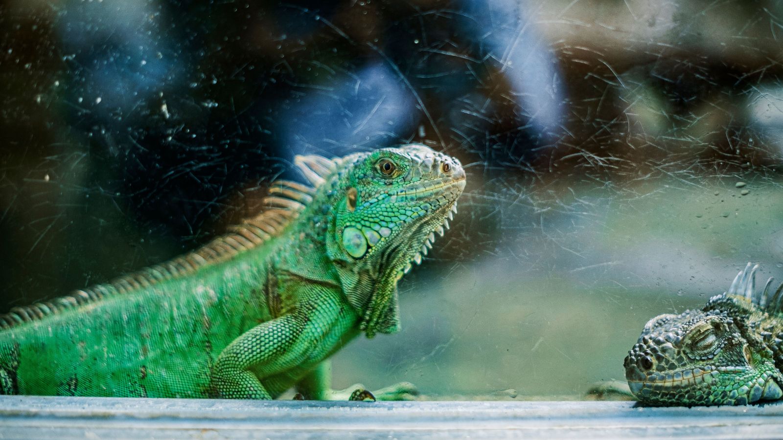 5 Common Heating Mistakes in Reptile Care