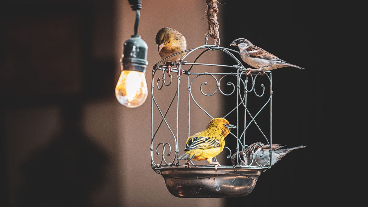 9 Common Mistakes New Bird Owners Make