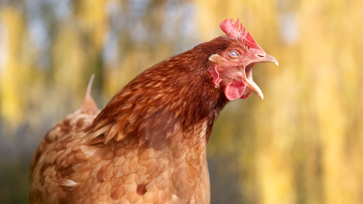 Why Your Chickens Are Suddenly Noisy
