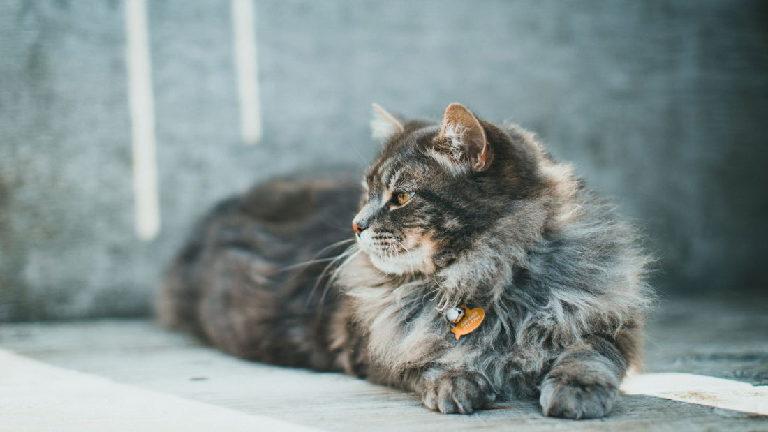 How to Make Your Home More Comfortable for an Elderly Cat