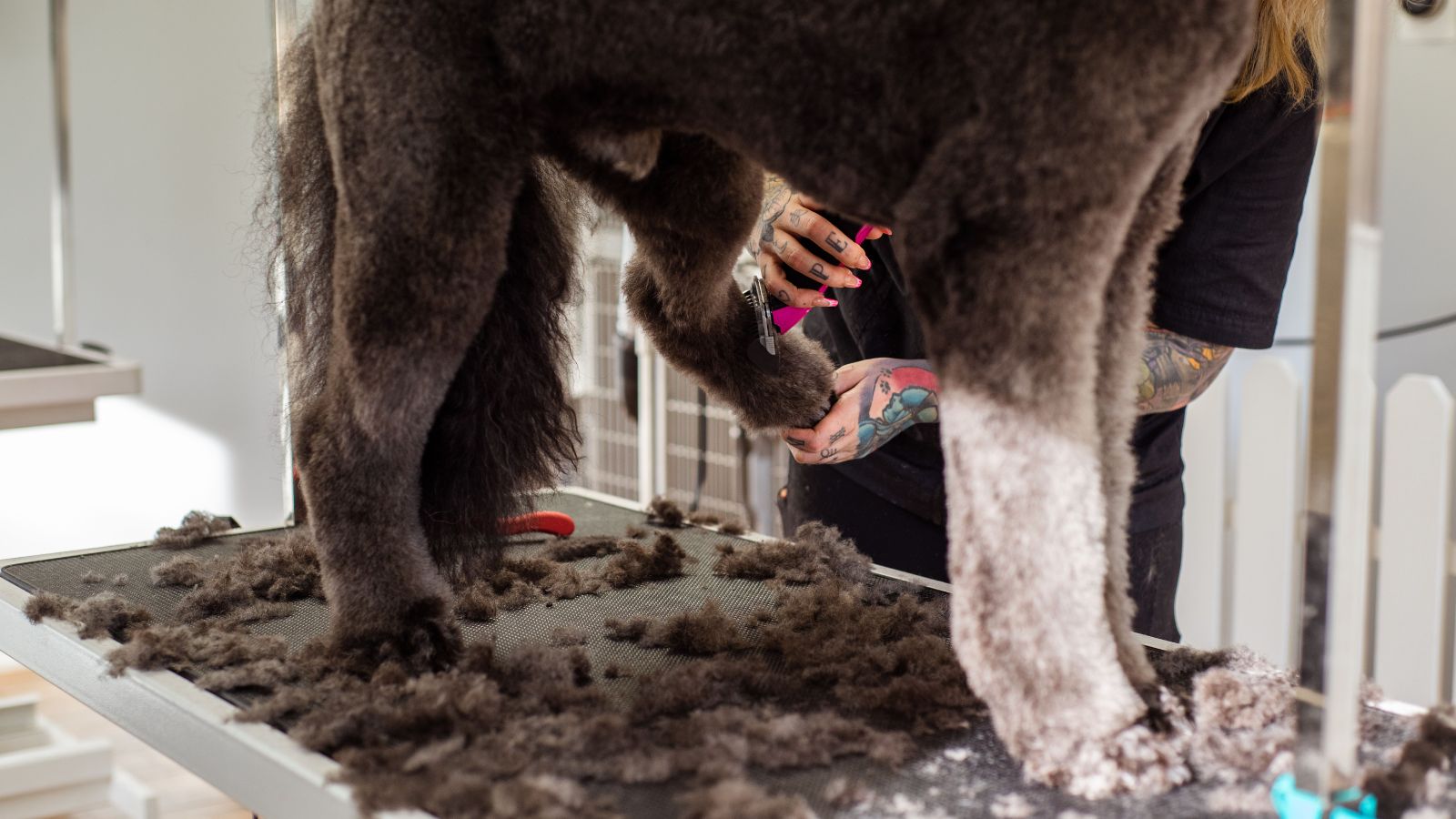 Why Regular Grooming Is Essential for a Healthier, Happier Dog