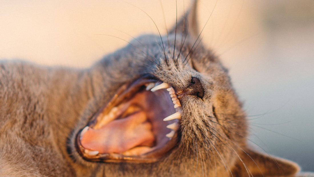 Why Does My Cat Have Bad Breath?