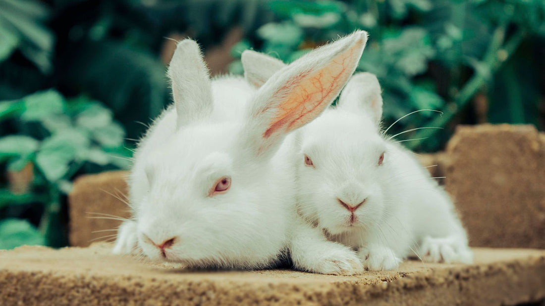 How to Make Your Home Rabbit-Safe