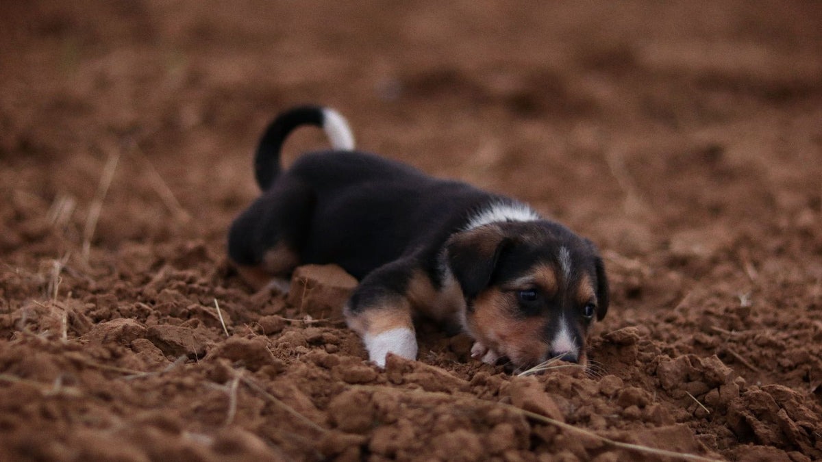 Why Dogs Dig and How to Redirect the Behaviour