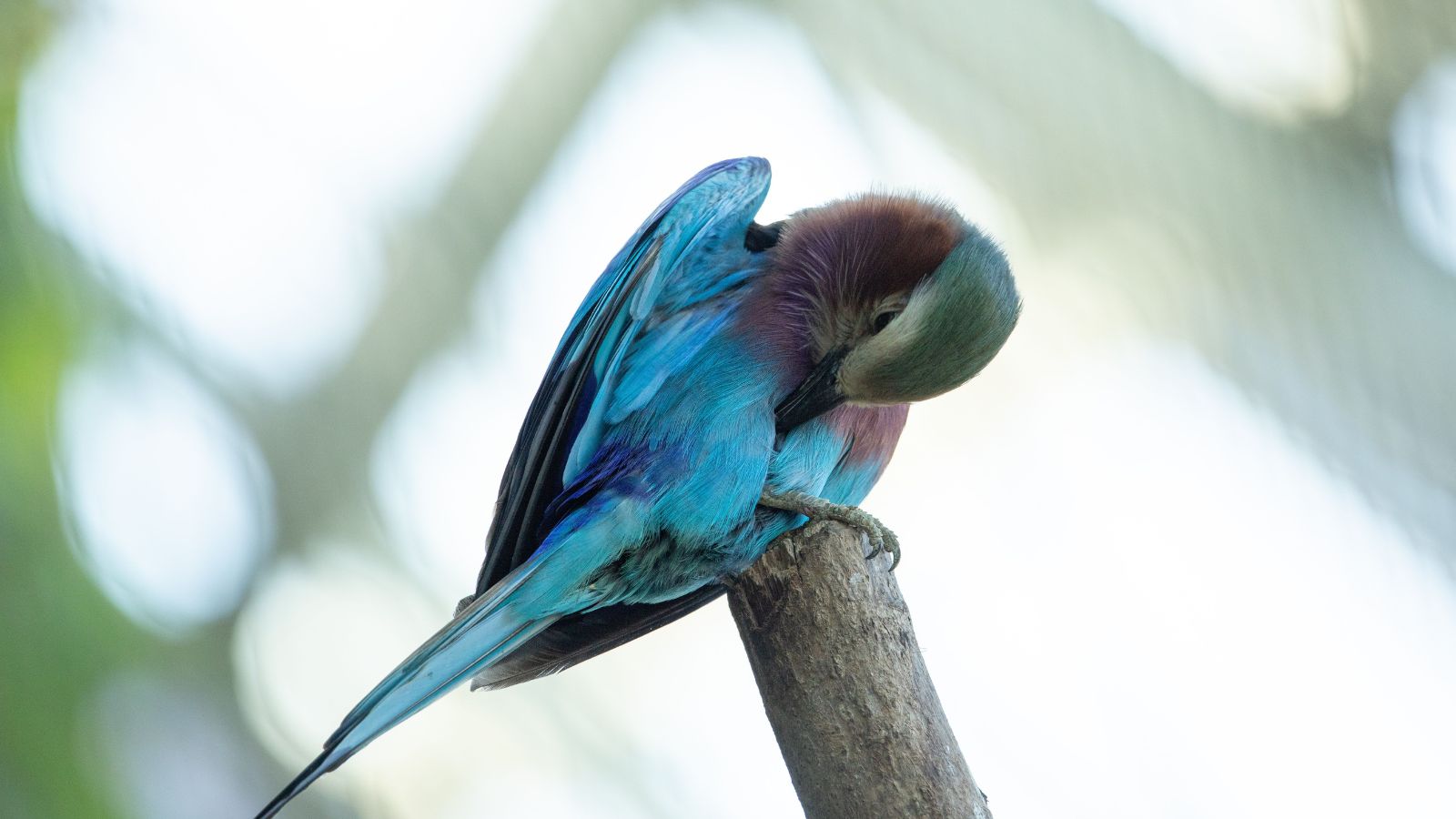 Why Sleep Quality Matters for Pet Birds