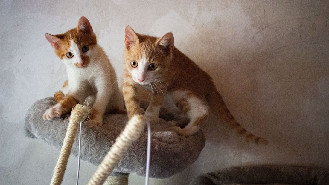 How to Create a Cat-Friendly Home Without Sacrificing Style