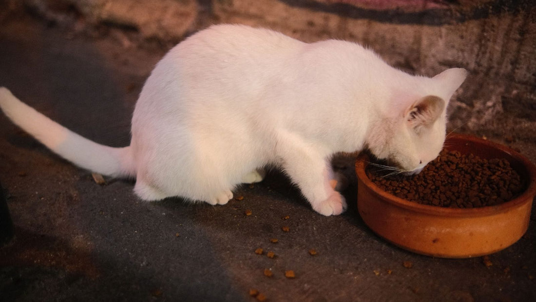 Can Cats Eat Yogurt? What’s Safe, What to Avoid & How to Feed Treats Safely