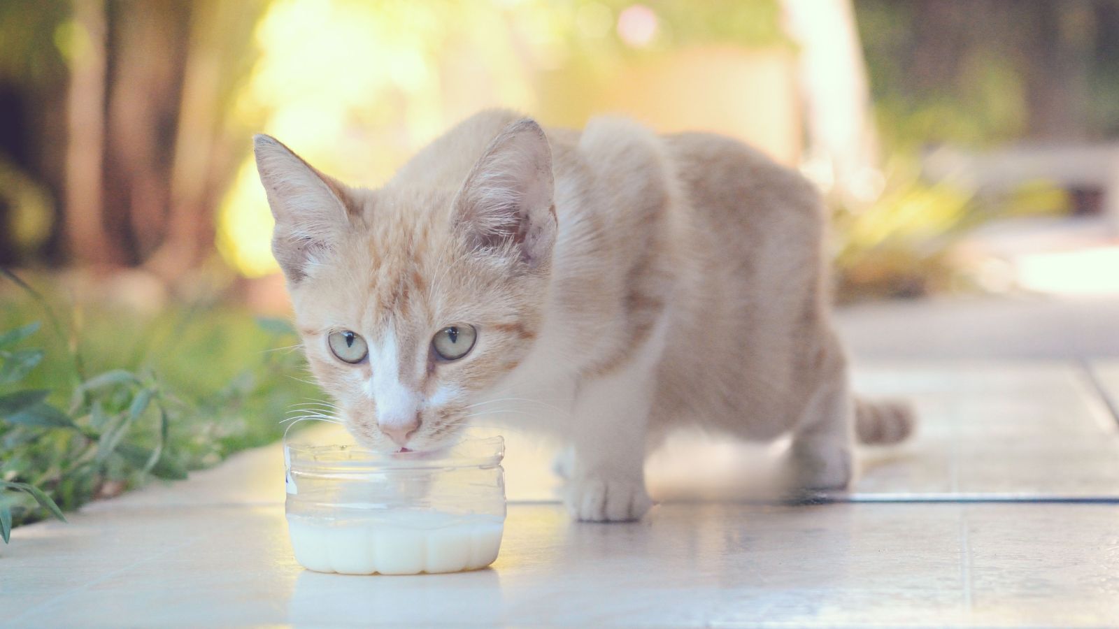 7 Common Mistakes Cat Owners Make With Feeding Schedules