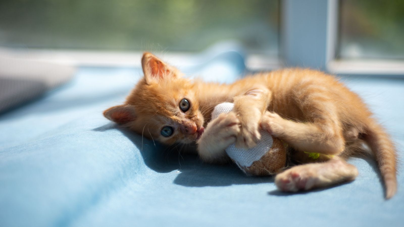 Should Your Cat Sleep in Your Bed? Pros and Cons Explained