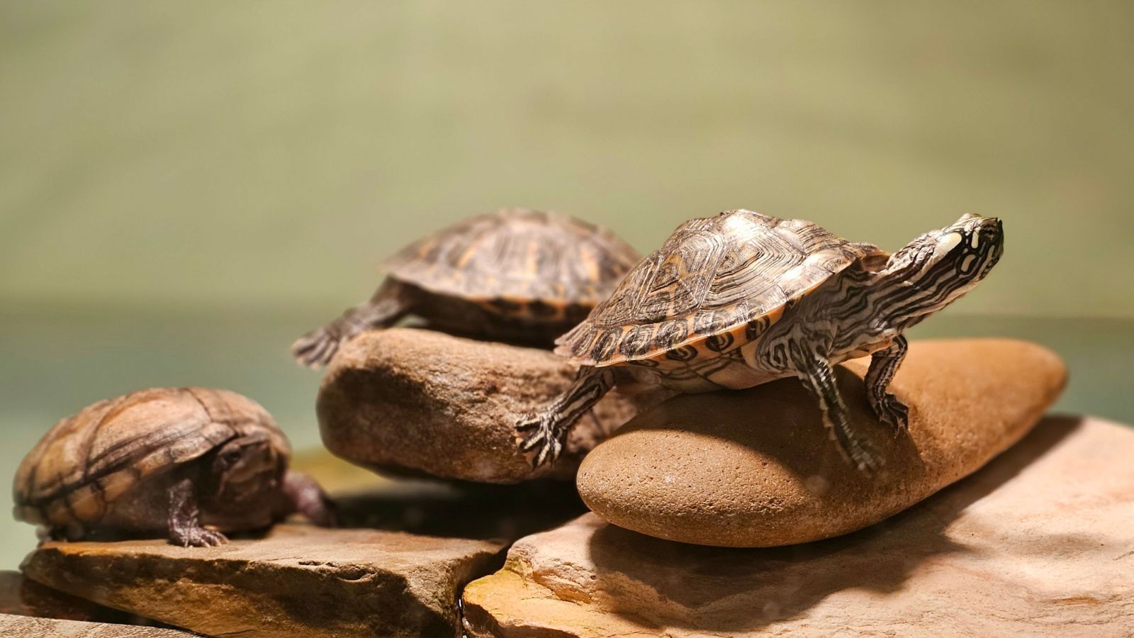 Signs Your Reptile’s Enclosure Is Too Small