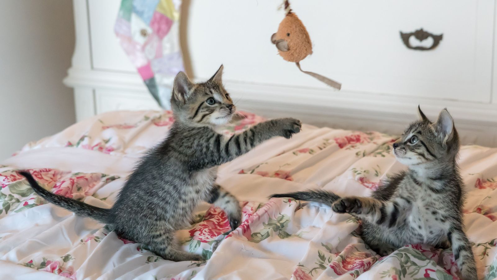 How to Reduce Multi-Cat Tension Before It Turns Into Fighting
