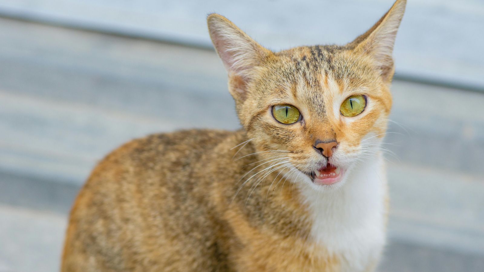 Why Your Cat Meows at the Door Even When They Don’t Want to Go Outside