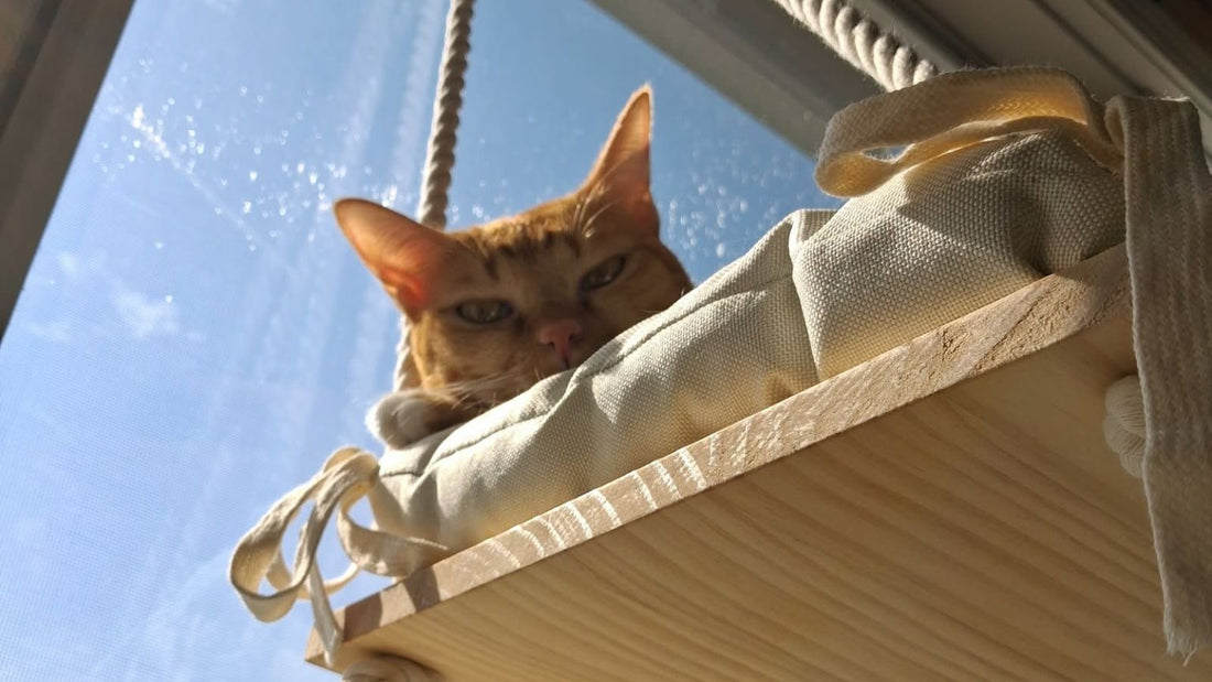 How to Create the Ultimate Cat Relaxation Zone at Home
