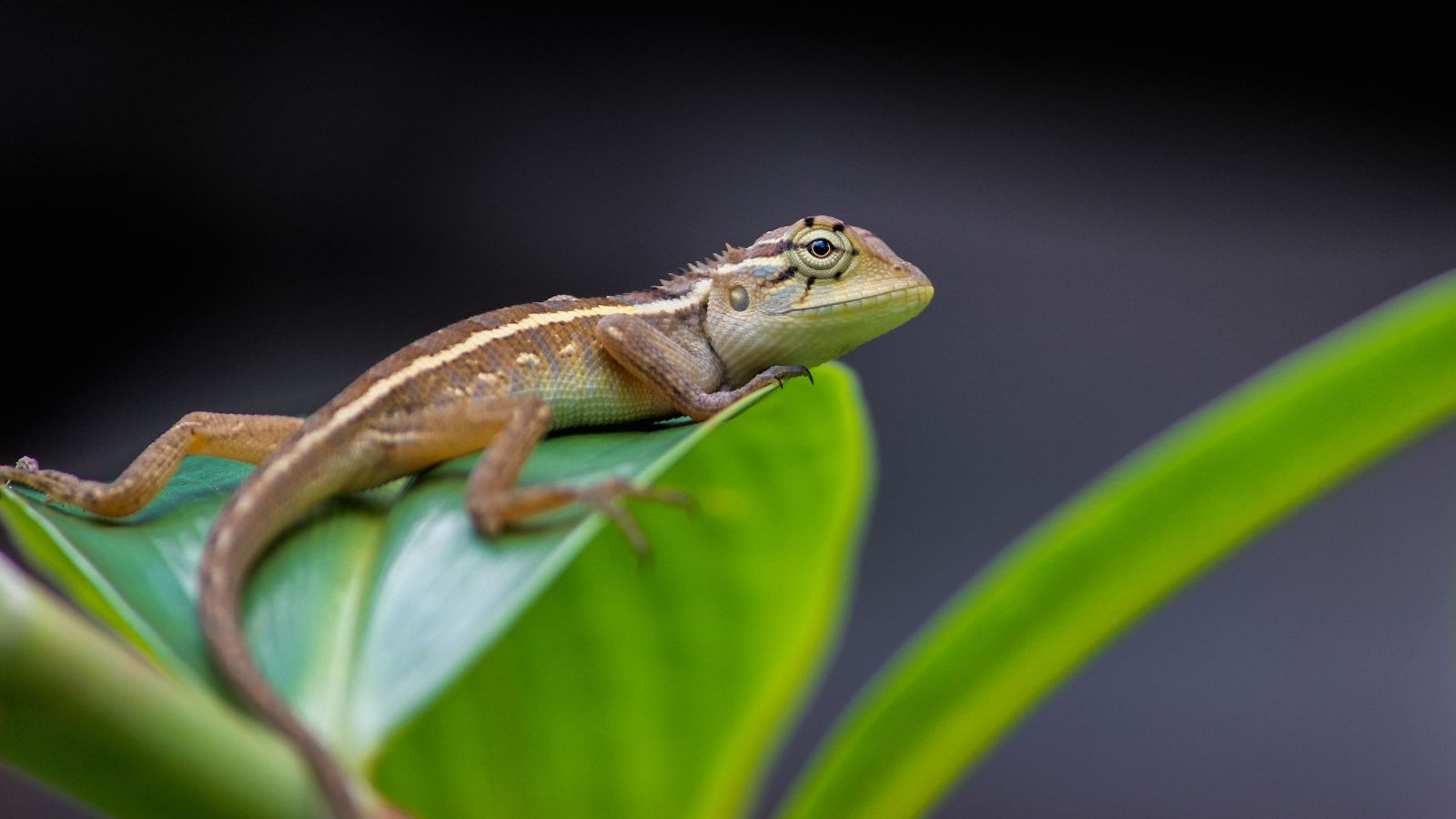 How to Create a Naturalistic Reptile Habitat at Home