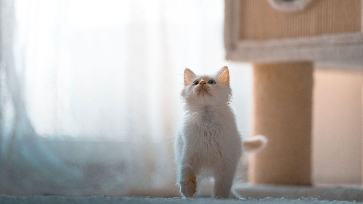 How to Make a Small Flat More Cat Friendly