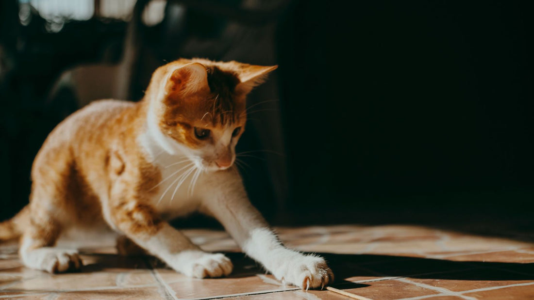 Essential Supplies Every Cat Owner Needs