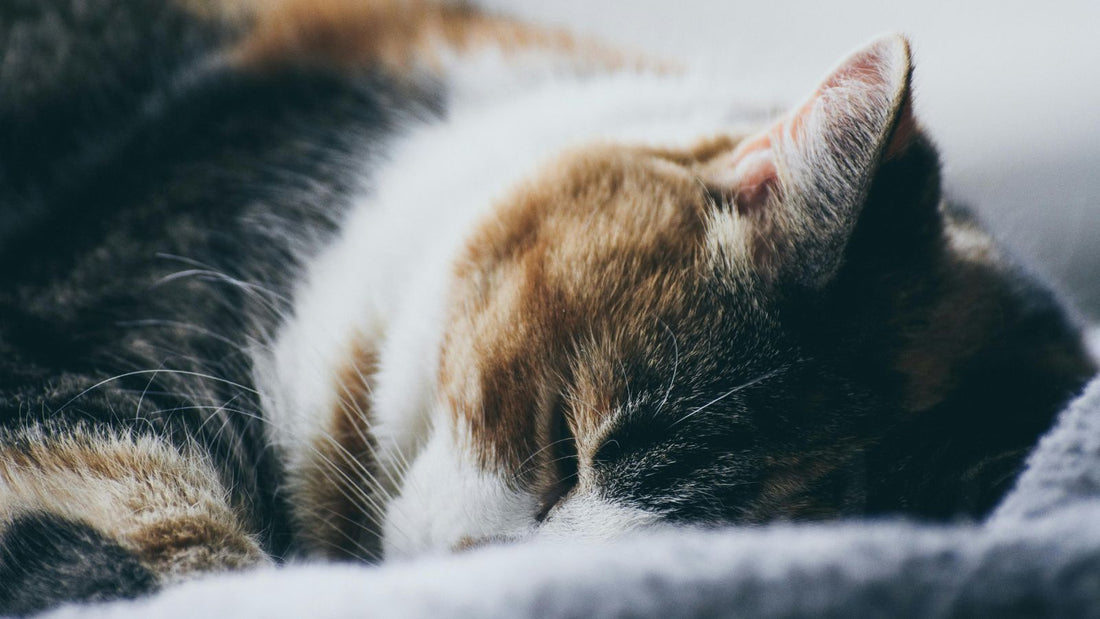 Why Your Cat Sleeps on You Every Night