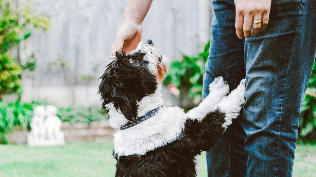 How to Stop Your Dog from Jumping on Guests Politely