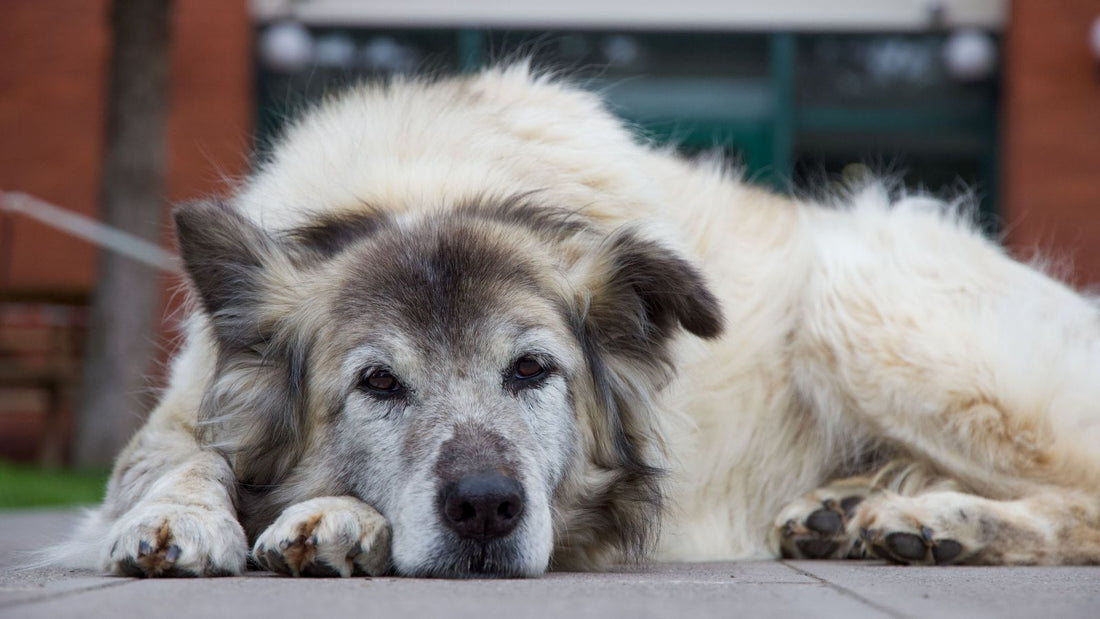 Why Senior Dogs Need Different Exercise Routines