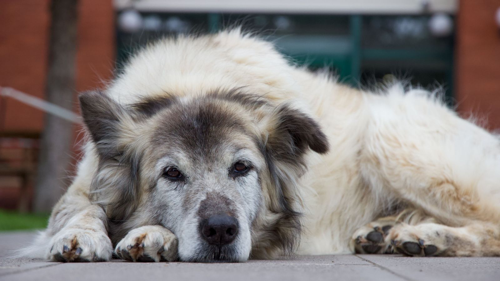 Why Senior Dogs Need Different Exercise Routines