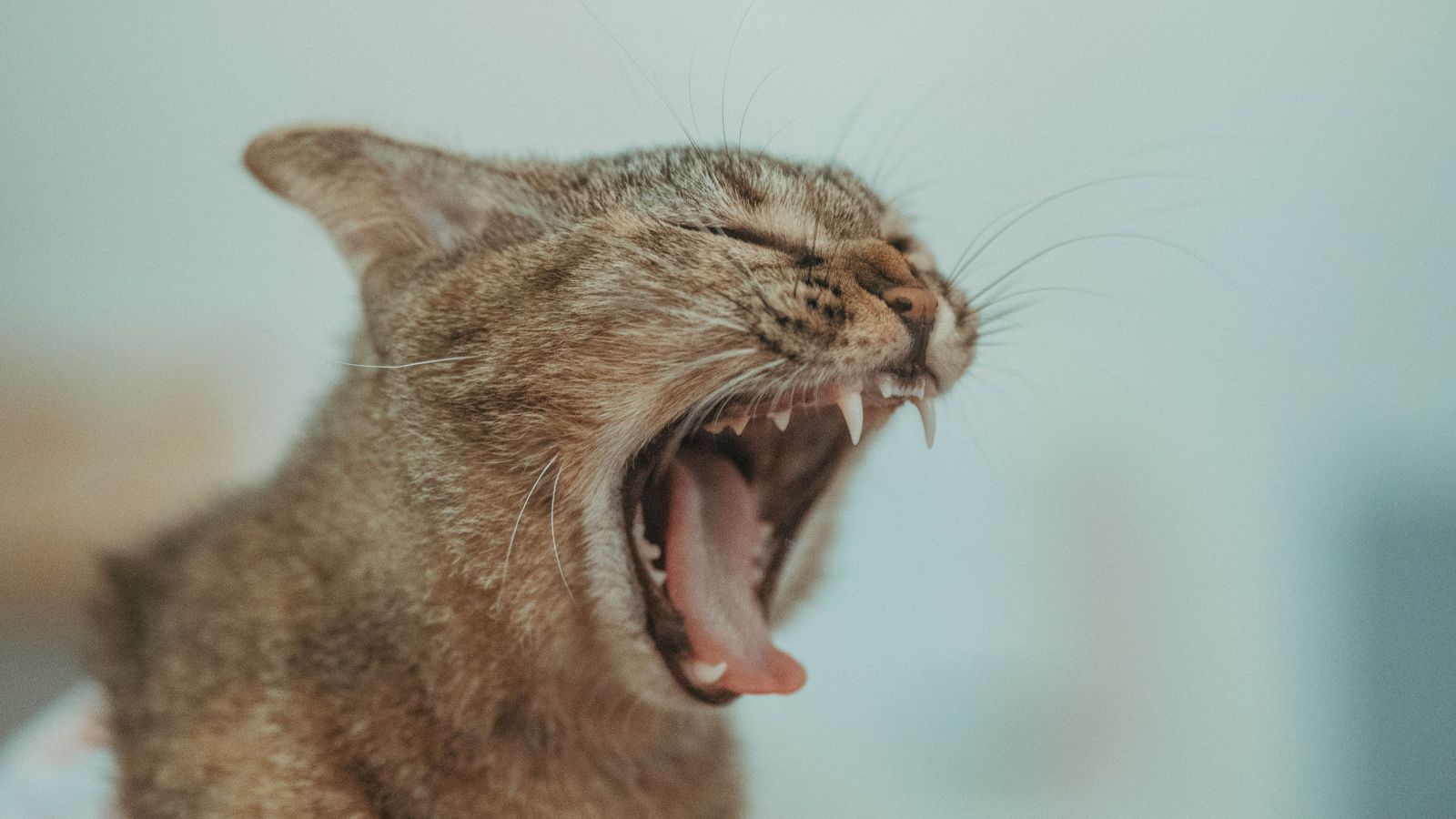 How Often Should You Brush Your Cat's Teeth?
