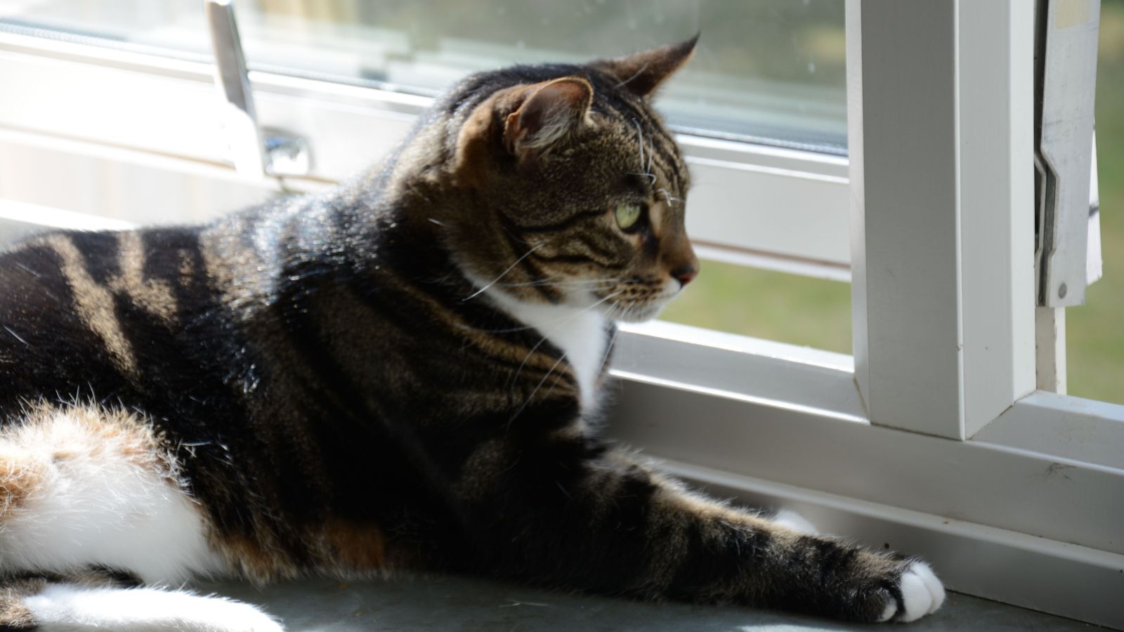 Why Window Watching Is So Important for Indoor Cats