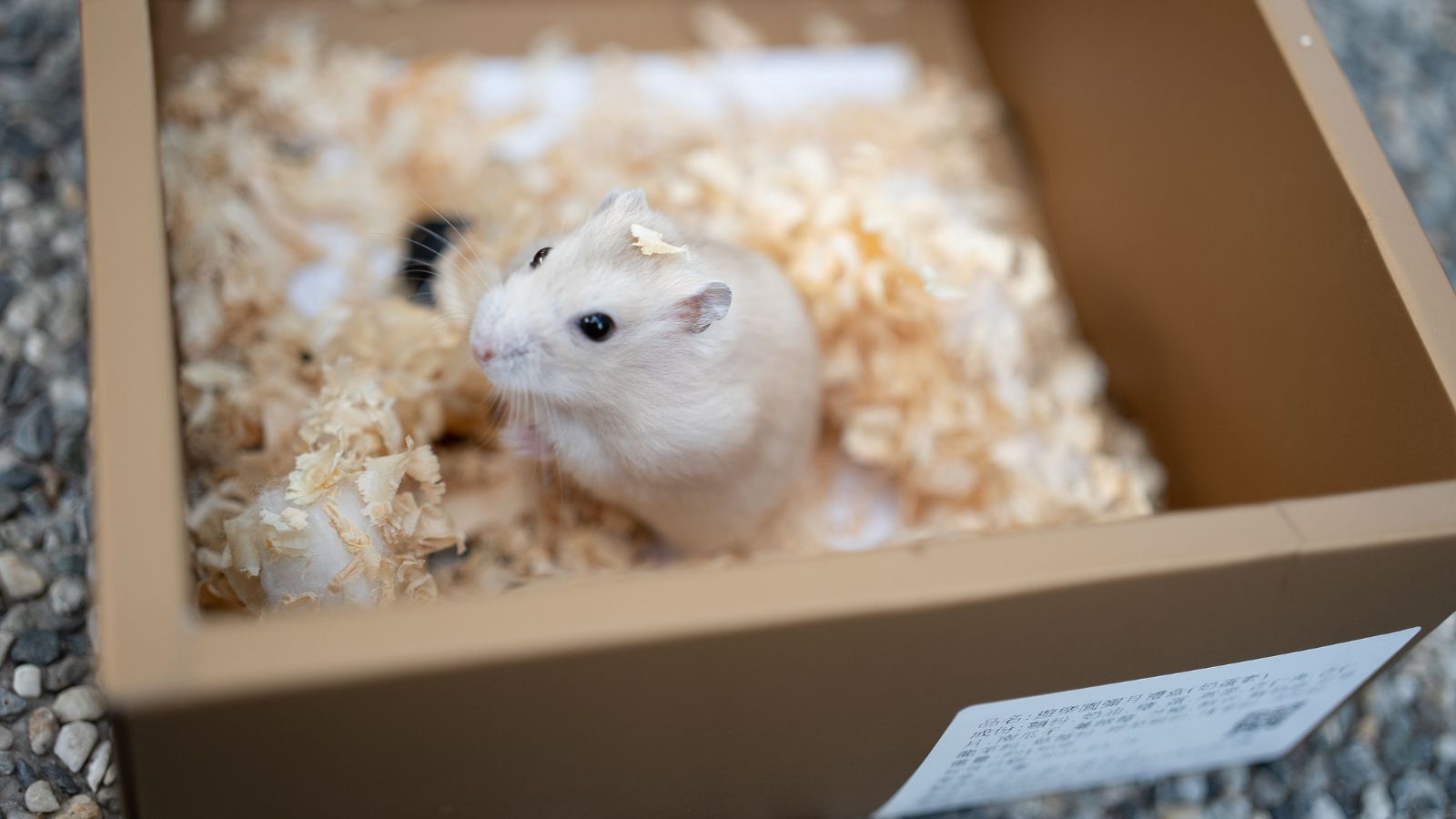 Why Hamsters Need More Space Than Most Pet Shops Suggest