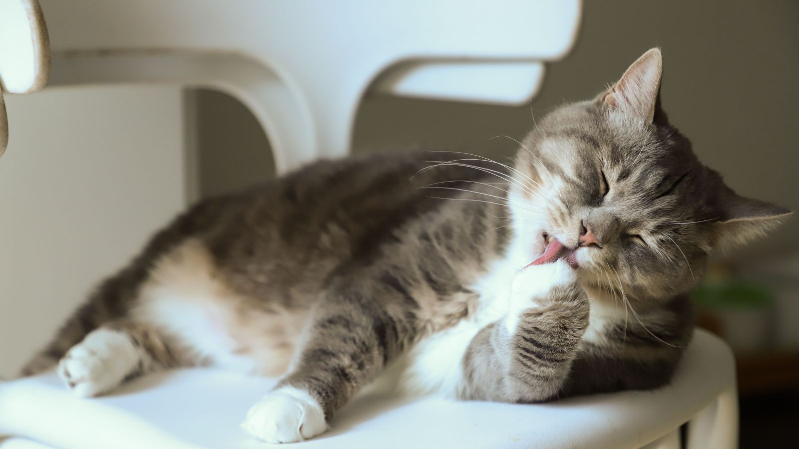 Hairballs in Cats: Prevention Tips That Actually Work