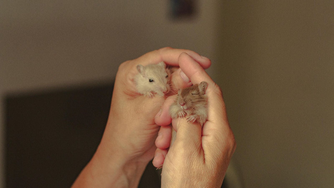 Do Hamsters Need Companions? Species Differences Explained
