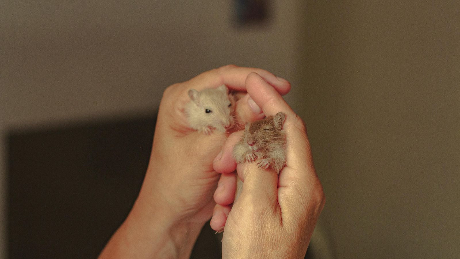 Do Hamsters Need Companions? Species Differences Explained