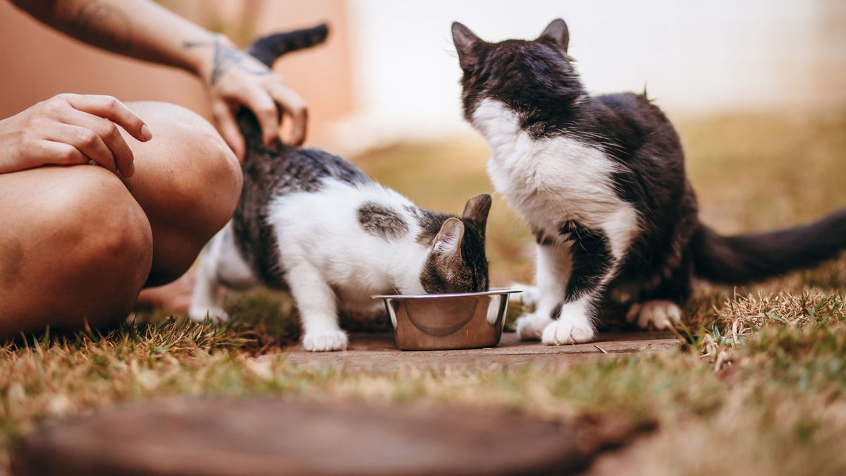 Why Is My Cat Not Eating? Common Causes and What to Do