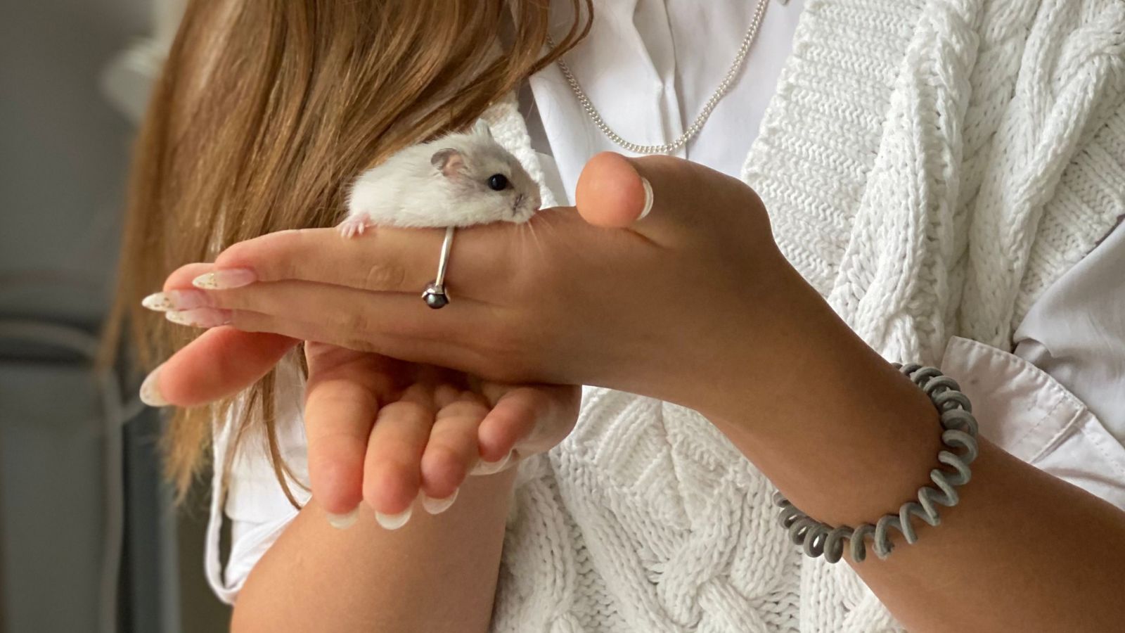 Safe Ways to Encourage Natural Hamster Behaviors