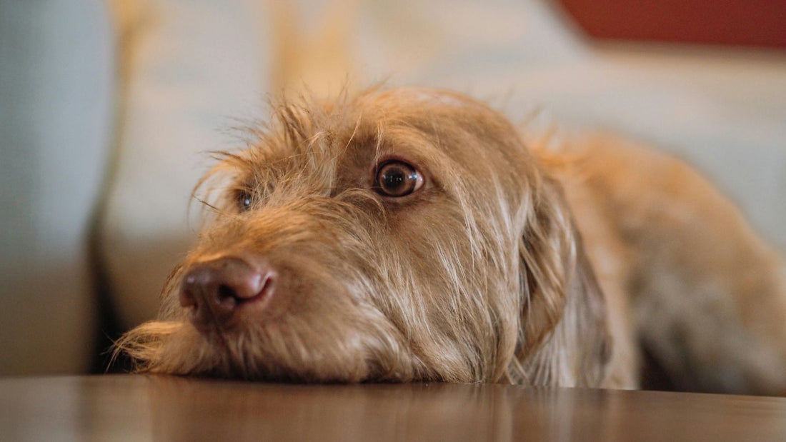 9 Subtle Signs Your Dog Is Stressed That Most Owners Miss