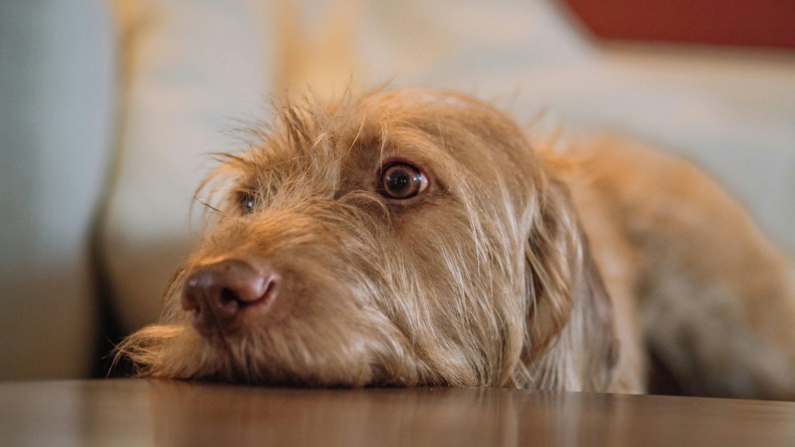 9 Subtle Signs Your Dog Is Stressed That Most Owners Miss