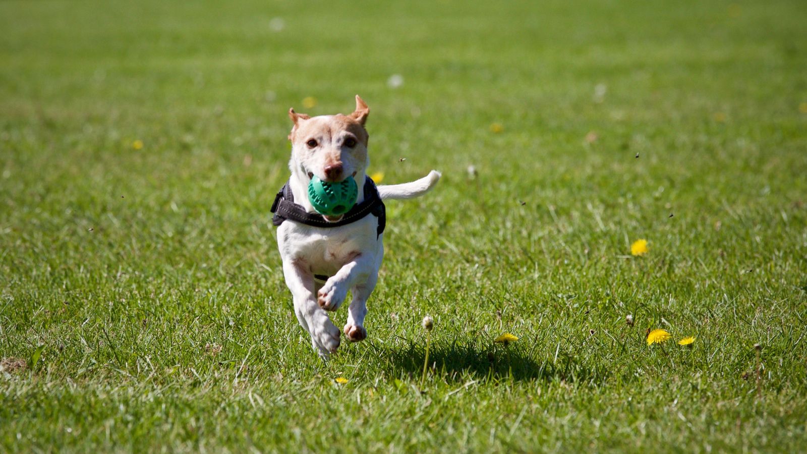 How to Calm an Overexcited Dog Before Walks