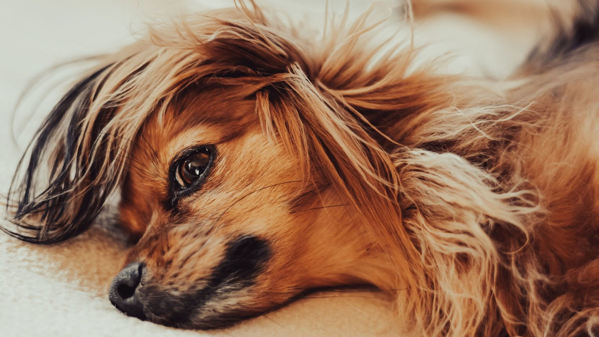 Why Does Your Dog Scratch the Floor Before Lying Down?